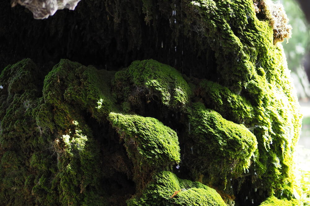 A bright green moss-covered rock with river water dripping from it.
