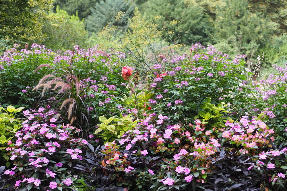 An ensemble of purple flowers planted in a dedicated section in a park.