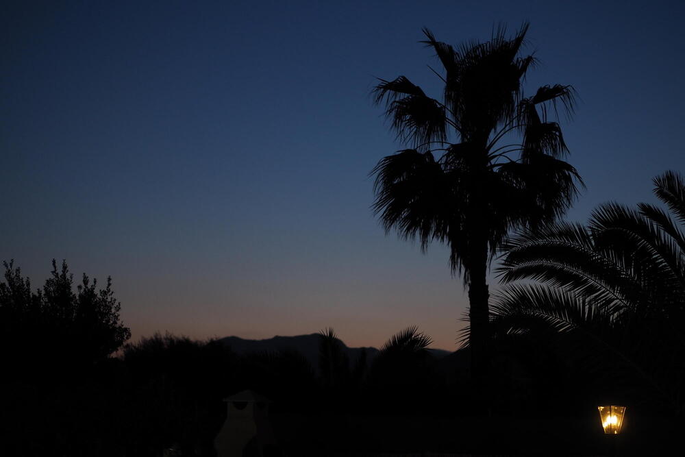 Late evening photograph of the hillside of Northern Mallorca with a big palm tree in the right half of the picture.