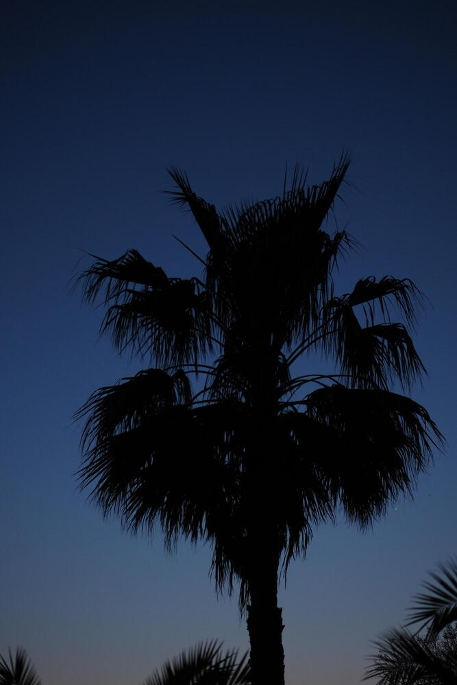 The crown of a palm tree photographed in the late evening, the sky in the background almost showing a night time blue.