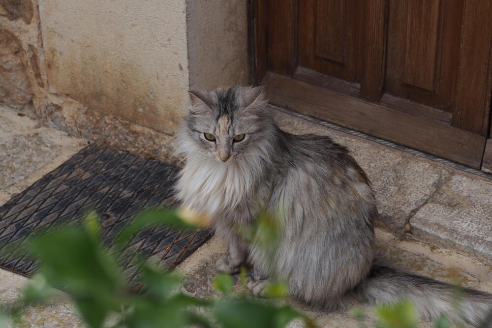 A very furry and feline-looking grey cat in front of a store in Valledmossa, Mallorca.